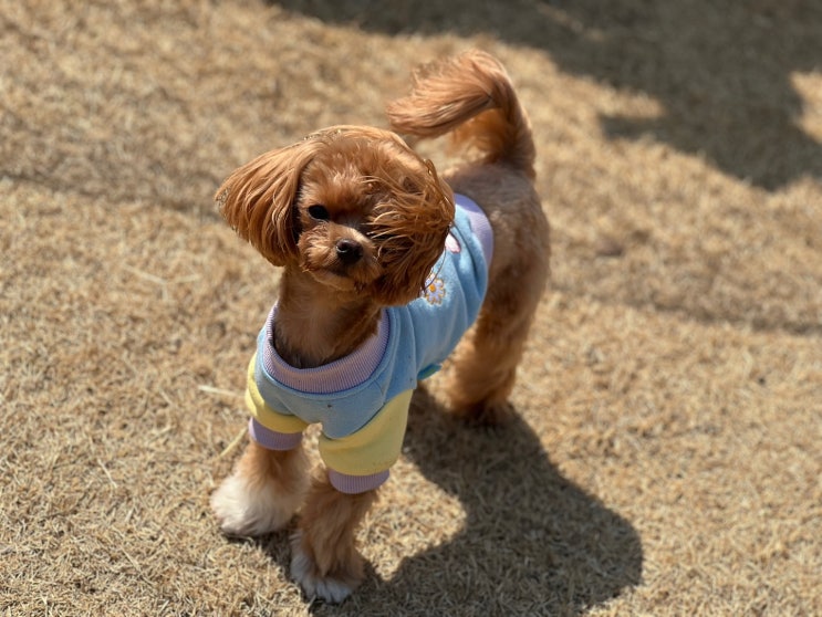  분당애견유치원 :) 천연잔디 강아지운동장 라드독을 선택하는 이유