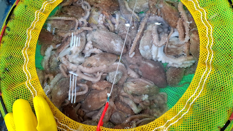 터울림김병삼뻘낙지 상무점 사진 2