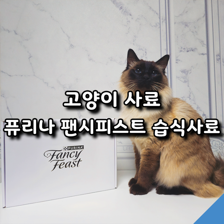  고양이 음수량 늘리기, 퓨리나 팬시피스트 습식사료 추천