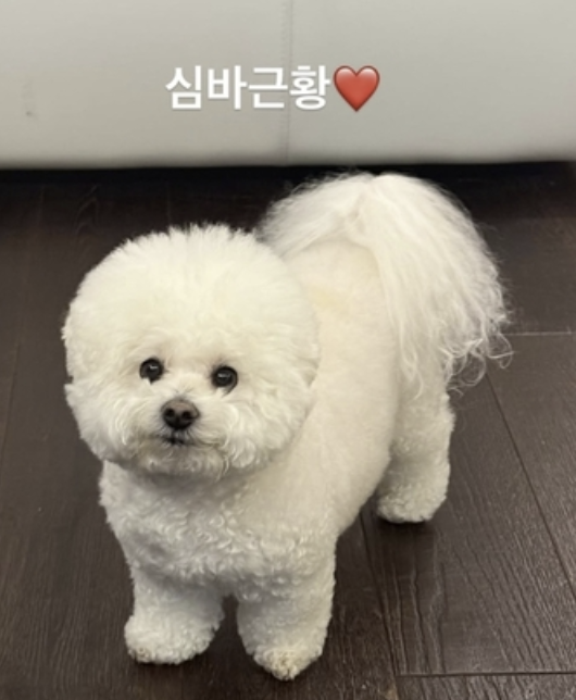 <b>저격설</b> 폭탄" <b>박서준</b>, 심바 사진으로 '유유자적'... <b>김수현</b>과... 