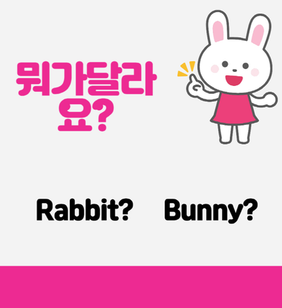  Rabbit과 bunny뭐가 다르지?