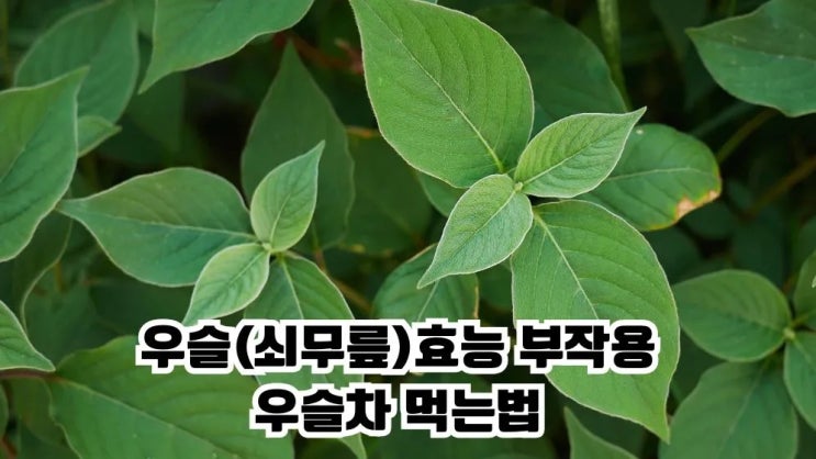  우슬 효능 부작용 쇠무릎(우슬)잎 우슬차 만들기