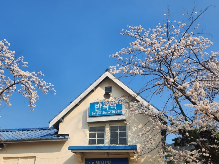  [원주여행] 강원도 원주 반곡역 폐역 벚꽃 명소 추천 (+연세대미래캠퍼스 벚꽃 명소)