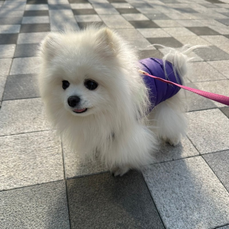 퍼피엔젤 AIR 2 패딩조끼 색감 예쁜 초경량 강아지패딩