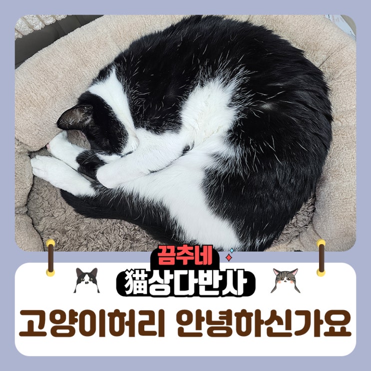 이상한 고양이자세 냥모나이트 허리에 문제는 없는걸까