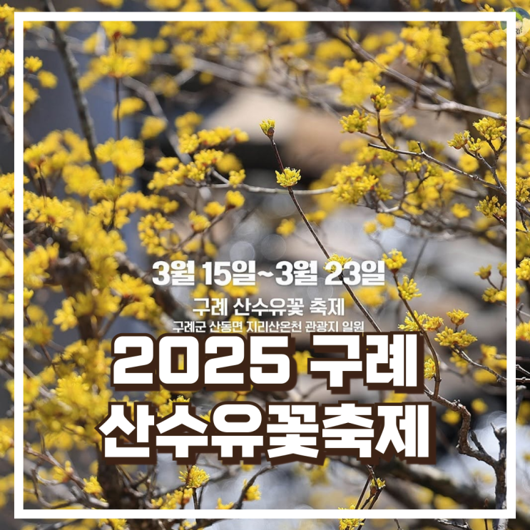  2025 구례 산수유꽃축제 , 봄꽃 여행으로 떠나볼까요? 일정 기간 정보