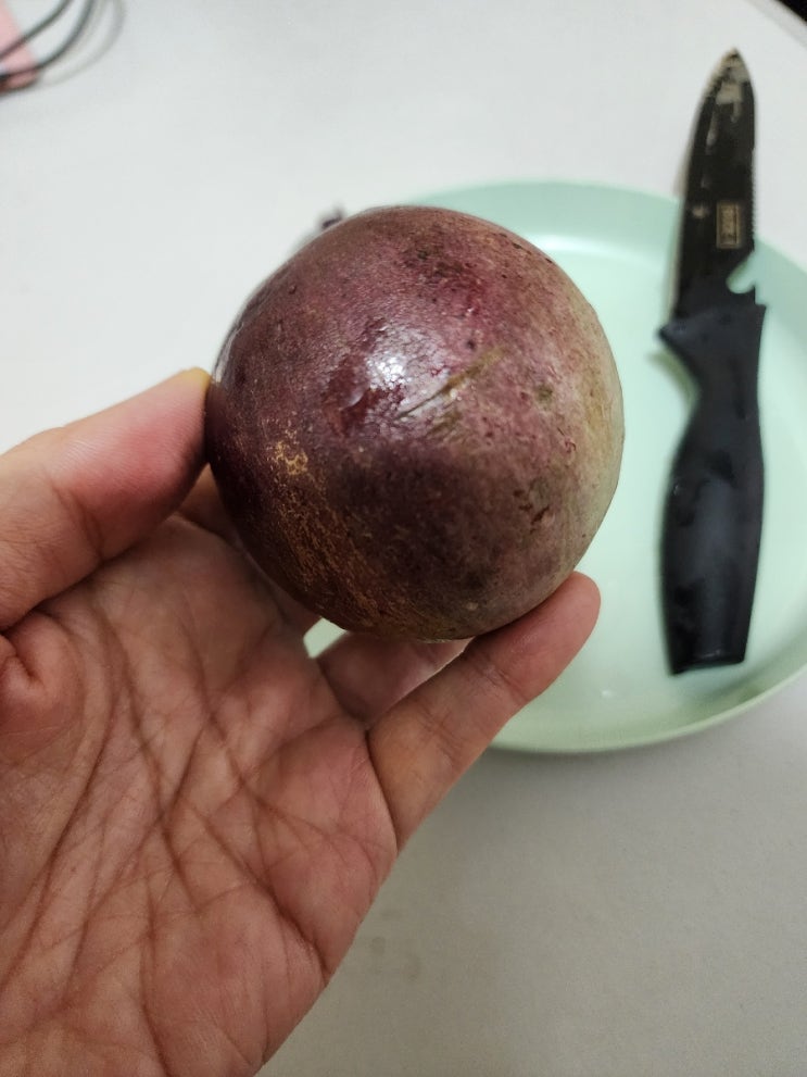  스타애플, 필리핀 열대 과일, 필리핀 계절과일, 초유맛나는과일,스페인이 필리핀으로 가져온 과일