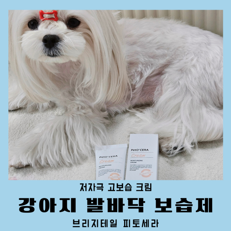  강아지발바닥 브리지테일 페토세라크림 으로 촉촉 보습관리