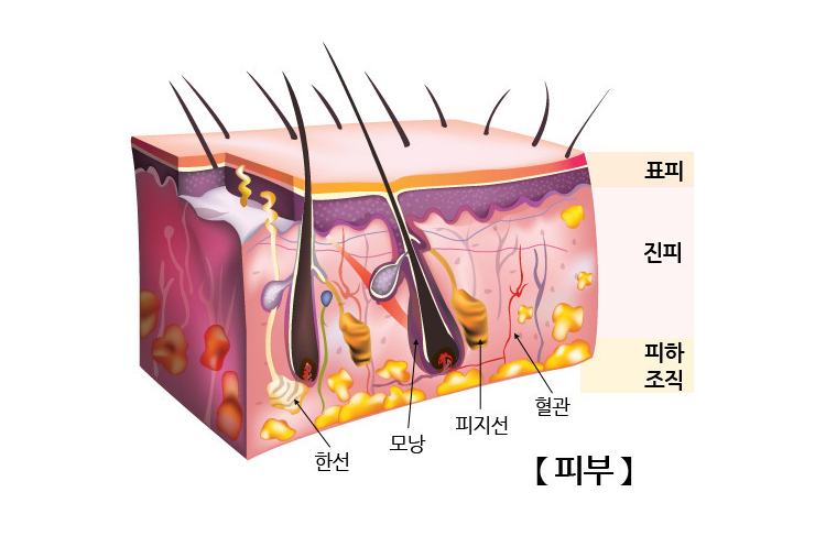  로션을 발라도 피부가 건조한 이유 및 해결 방법 + 뉴스킨 추천 제품 (피부구조 요약)