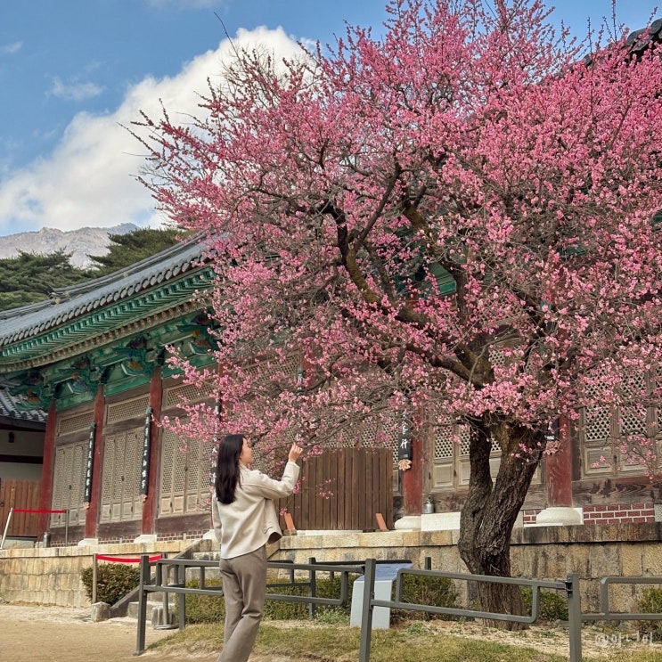  경남 양산 통도사 홍매화 부산 근교 꽃구경하기 좋은 명소