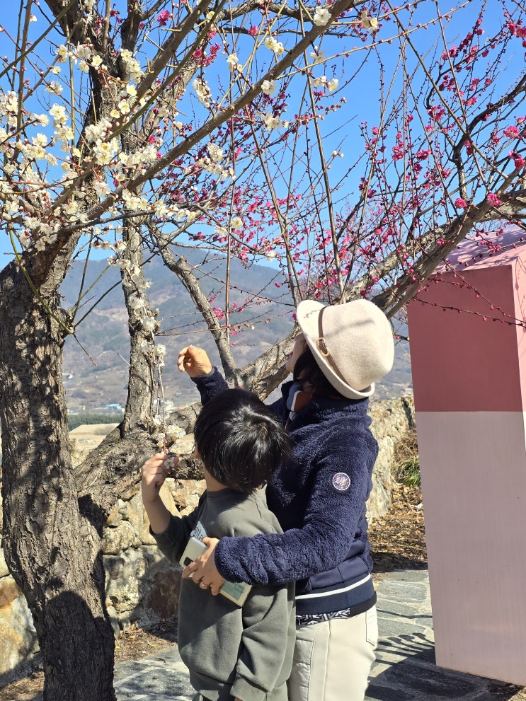  광양 매화축제 종료, 광양매화마을 입장료 무료 매화개화시기 실시간