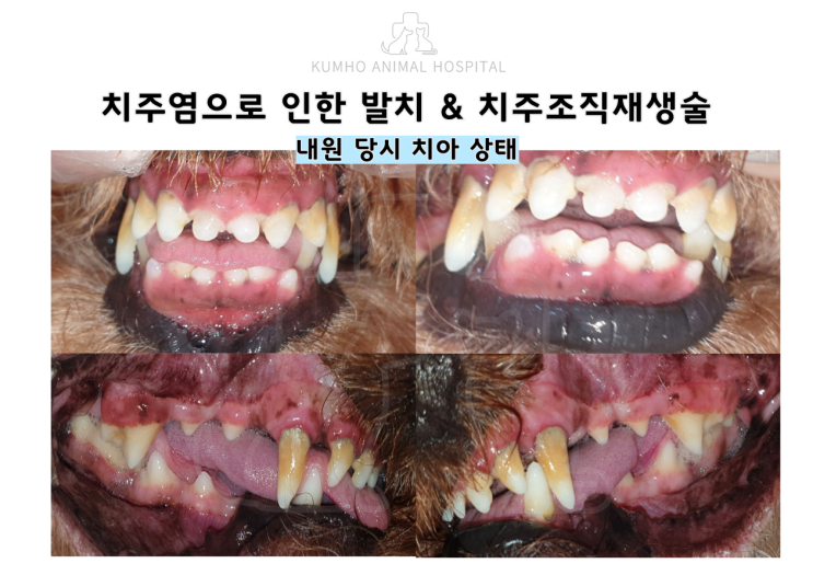  광주 강아지 치과 -  8살 강아지의 치주염으로 인한 발치수술과 치주조직재생술 Case [광주 치과 동물병원, 강아지 치주염, 강아지 발치, 강아지 스케일링]