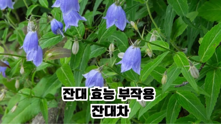 잔대 효능 7가지 부작용 잔대차 먹는법
