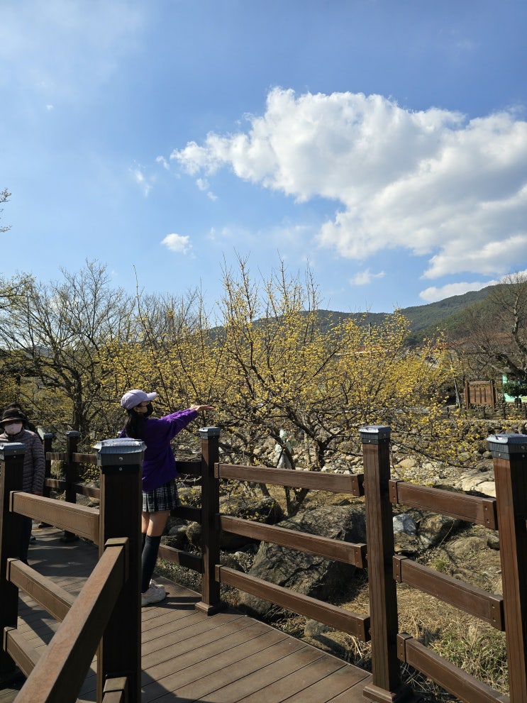  구례 산수유마을 산수유축제 구례 여행 실시간 추천!