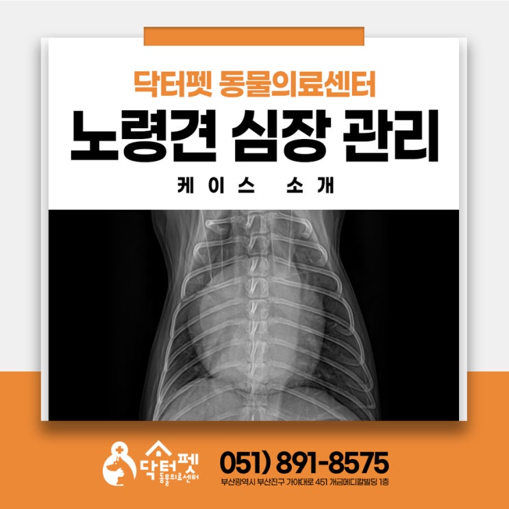  13살 말티즈 노령견 심장병 진단 약물치료를 통한 내과적 관리 (부산 강아지 동물병원 이첨판폐쇄부전증 MVD 닥터펫)