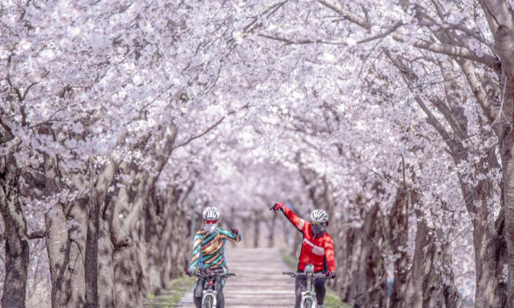  보은 벚꽃길 축제 언제 가야 할까? 개화 시기 & 야경 명소, 가는길 꿀팁!