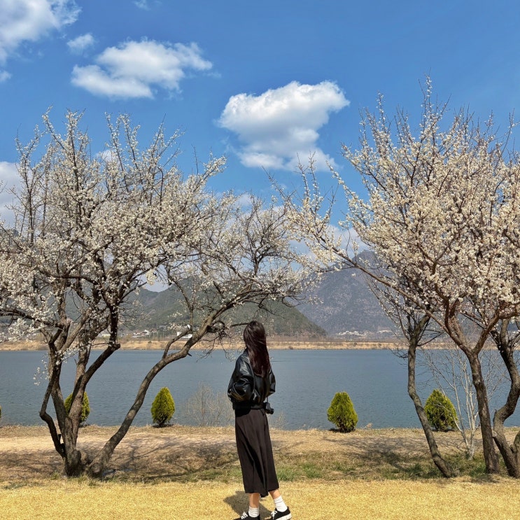  김해 용당나루매화공원 부산근교 봄나들이 갈만한곳