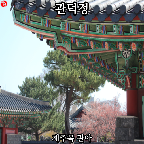 벚꽃 피는 제주 관덕정 2025 제주 벚꽃축제 정보