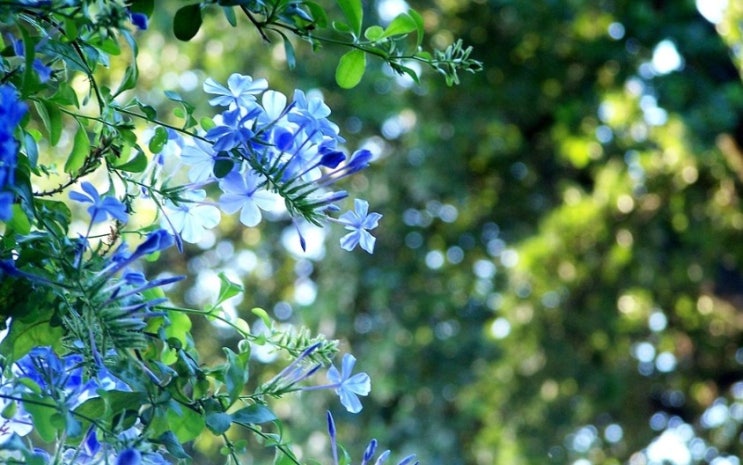  플럼바고 plumbago  꽃말은 무엇일까요
