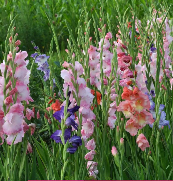  글라디올러스 꽃말 살펴보기