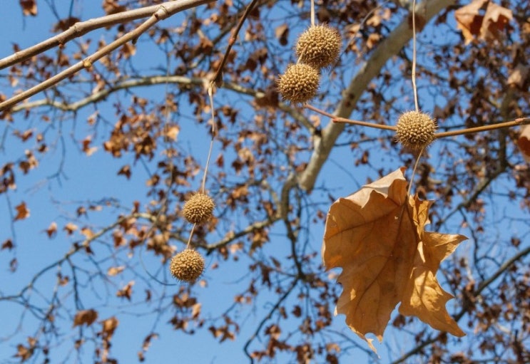  플라타너스 (Platanus) 꽃말은 무엇일까요