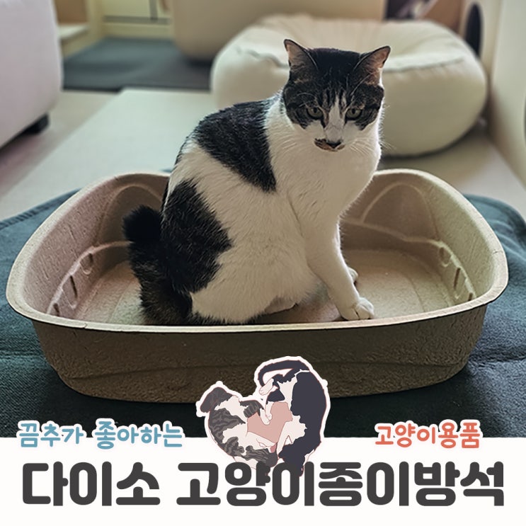  다이소 캣방 고양이 종이방석 추천 및 장단점 실사용후기