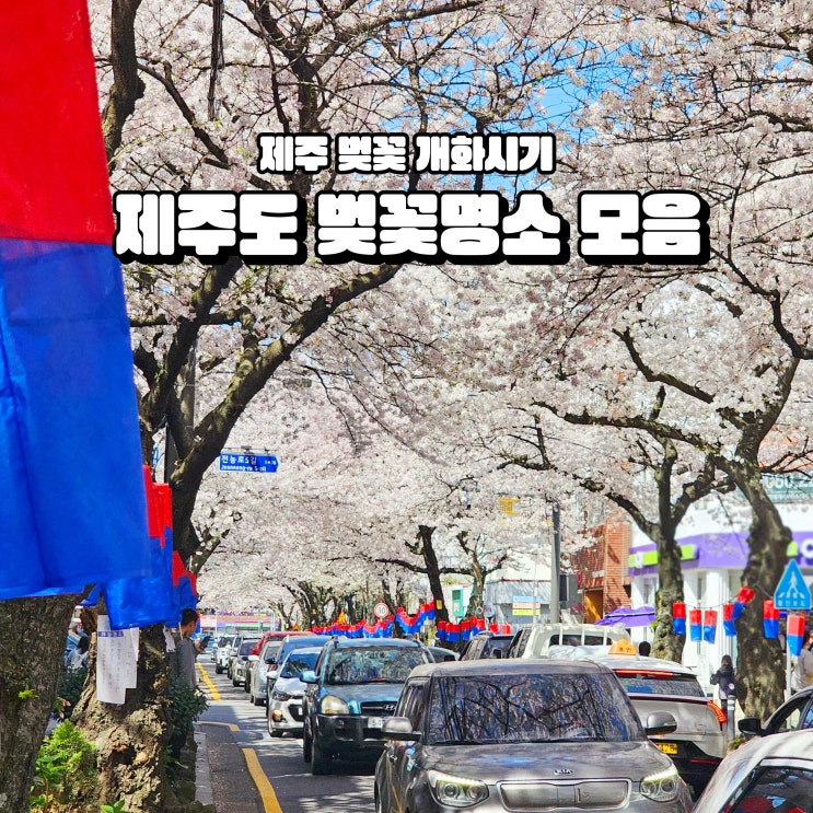  제주 벚꽃 개화시기 벚꽃명소 best 5 여행모음zip챌린지