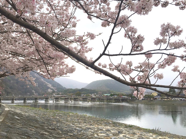  교토 가볼만한곳 벚꽃 명소 아라시야마 도게츠교 치쿠린 대나무숲