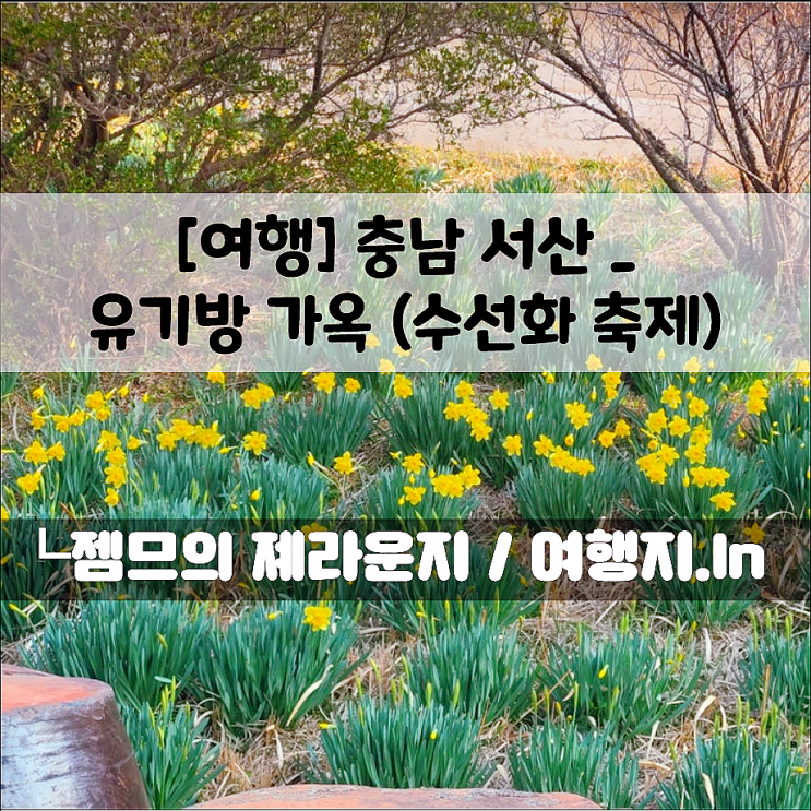  서산 유기방가옥 방문, 실시간 개화현황