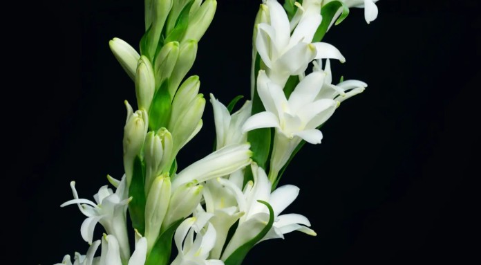  튜베로즈 꽃말 살펴보기