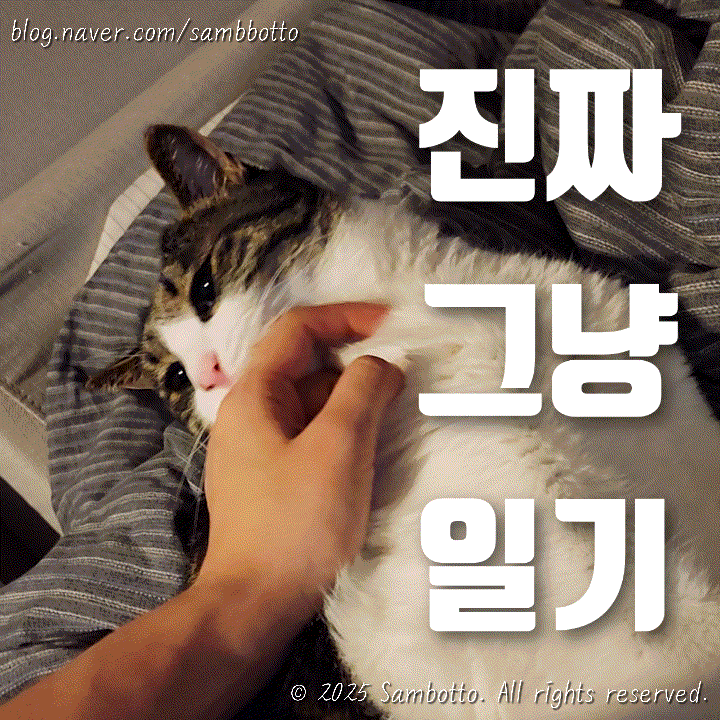  진짜 그냥 일기 | 드디어 이사 완료, 타임라인별 근황 정리, 이사 준비 과정, 3월의 일상 총정리