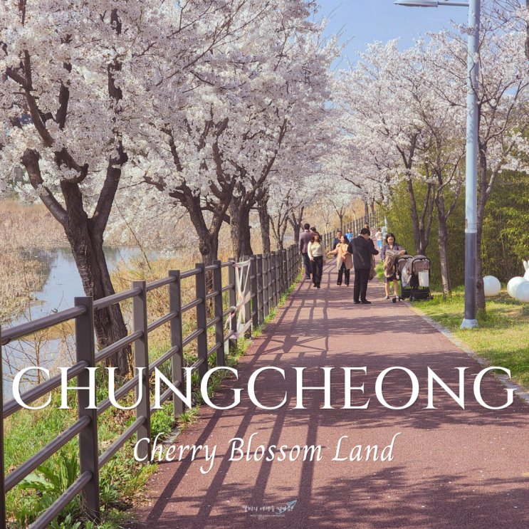  너만 모르는 충청도 벚꽃 명소 BEST5