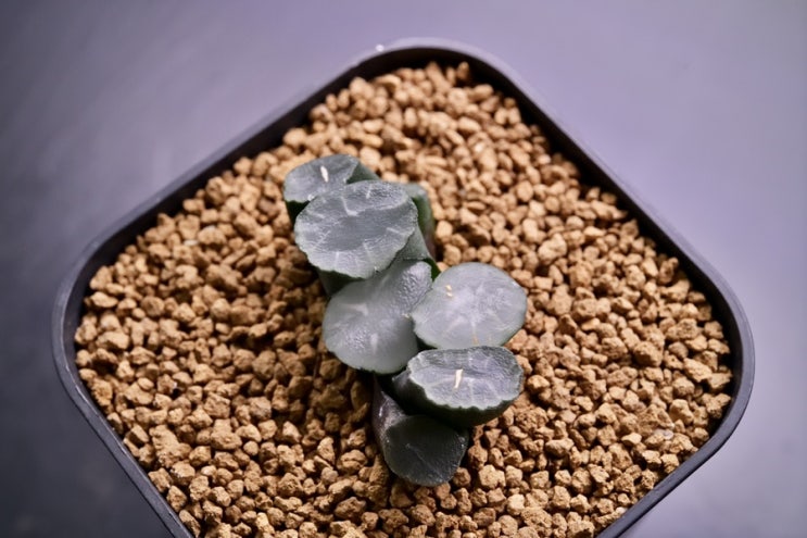  하월시아 만상 - 솔트 레이크(Salt Lake), 시간 정지...