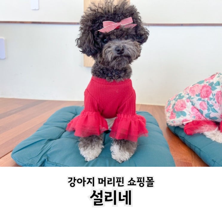  강아지 머리 기르는 과정 설리네 강아지 머리핀