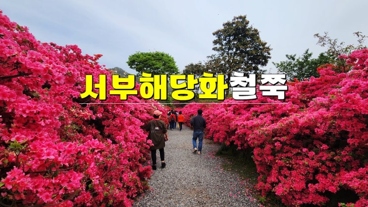 전라도 4월 봄꽃 명소 가볼만한곳 · 강진 남미륵사 서부해당화 철쭉 축제 개화시기 전라도 4월 봄꽃 명소 가볼만한곳 · 강진 남미륵사 서부해당화 철쭉 축제 개화시기