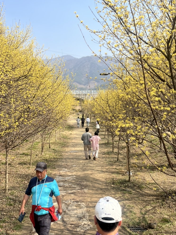  2025년 구례 산수유 축제 가족 나들이 개화상황 알아보기