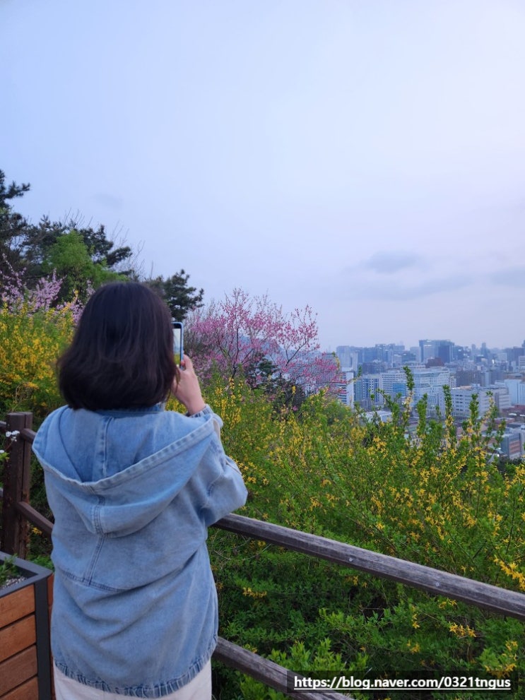  [혜화데이트] 봄 나들이, 서울 개나리 명소 ‘대학로 낙산공원’ + 림스치킨 혜화점