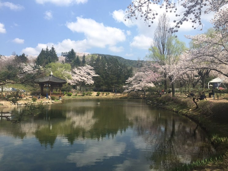  경주 벚꽃 명소 보문단지 방문기 & 드라이브 코스와 숨은 핫플까지