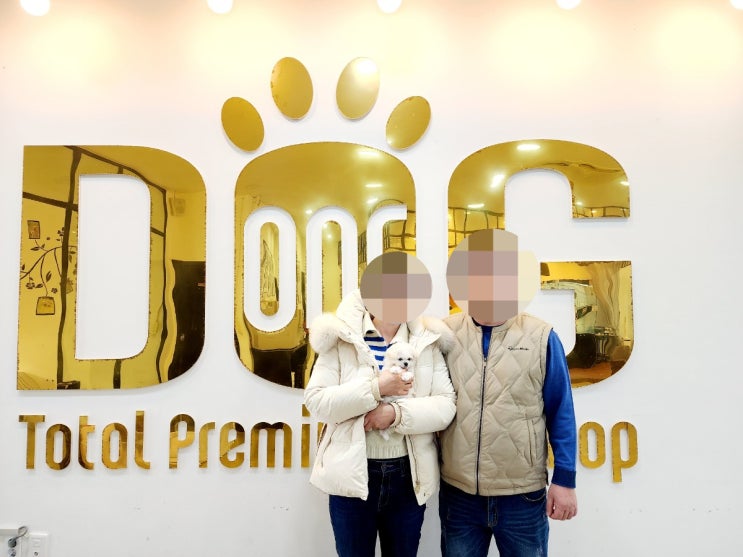  세종시 프리미엄 강아지분양 전문 원독 애견분양 센터! 건강한 미니비숑 공주님 분양