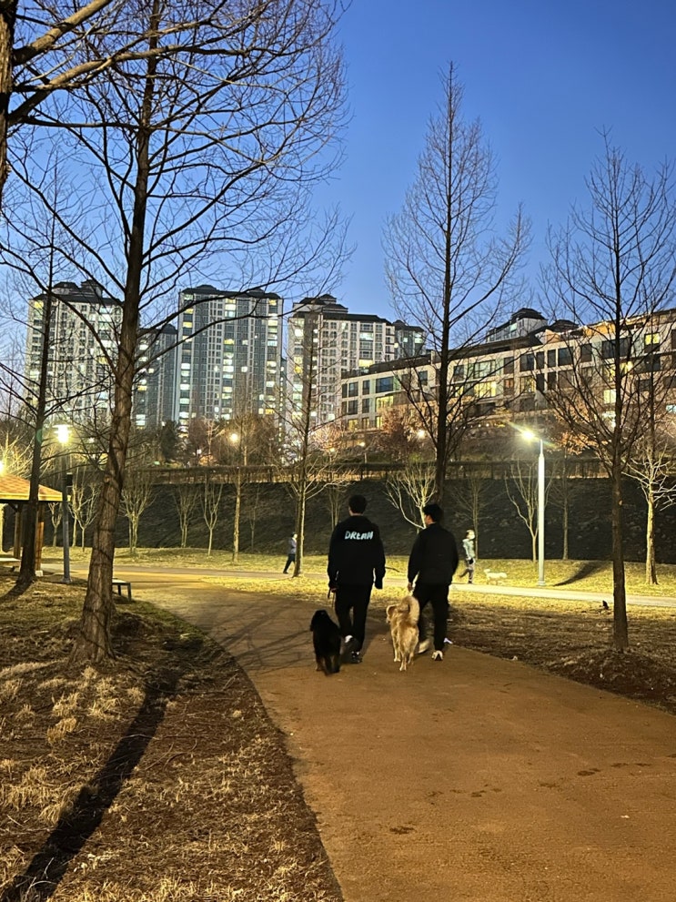  오억이와 둥이 호수공원 산책교육시간~[드림애견학교]