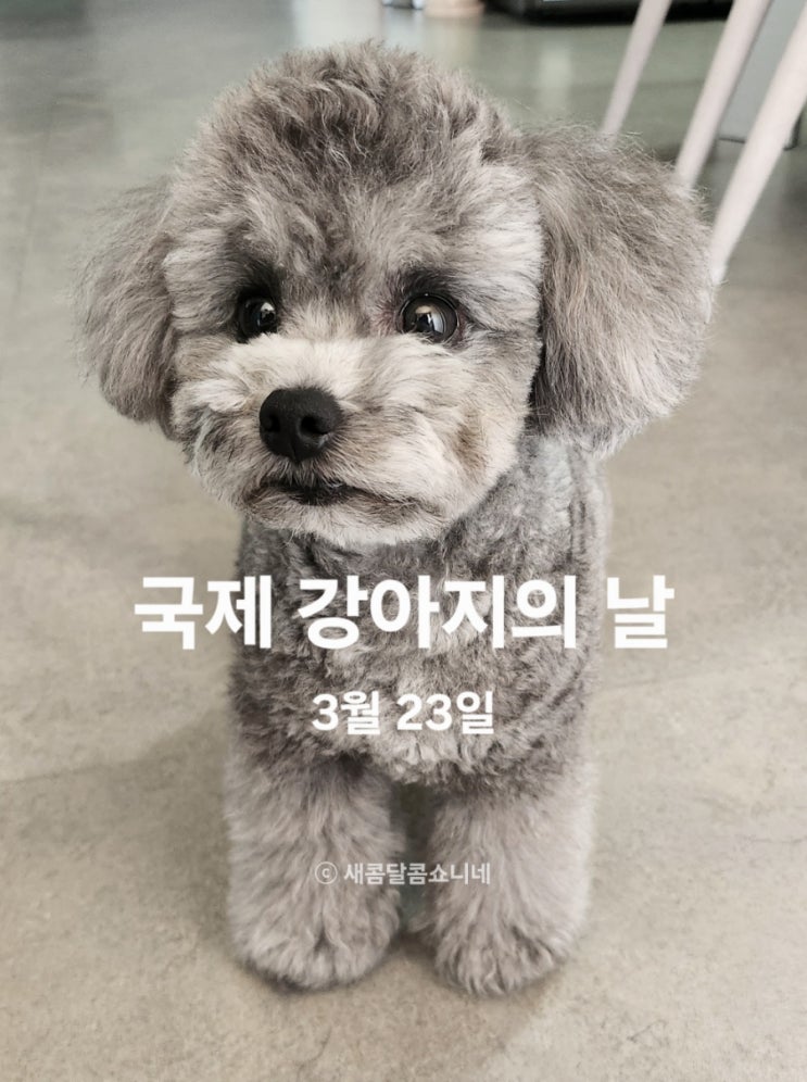 3월 23일 오늘은 국제강아지의 날이예요! 