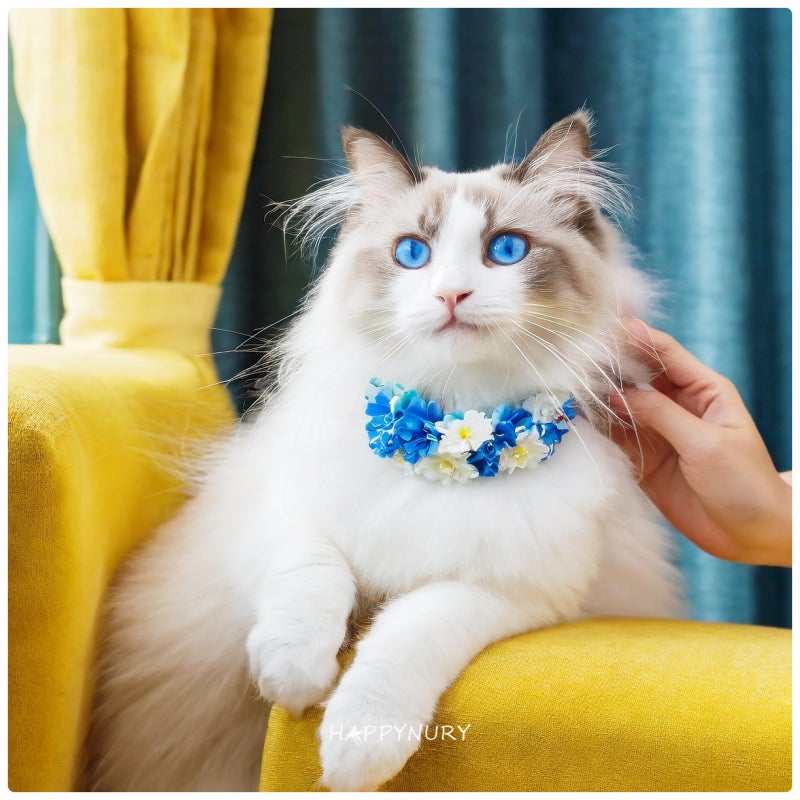 고양이 꿈 고양이 만지는 꿈