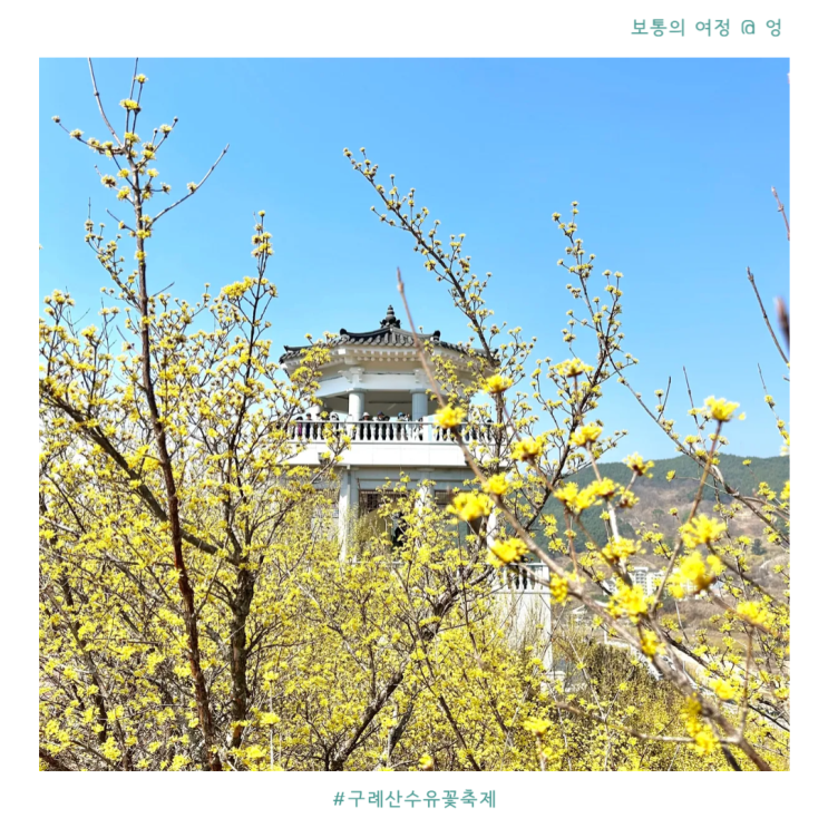  구례 산수유축제 개화상황 지금 가도 충분히 아름답다.
