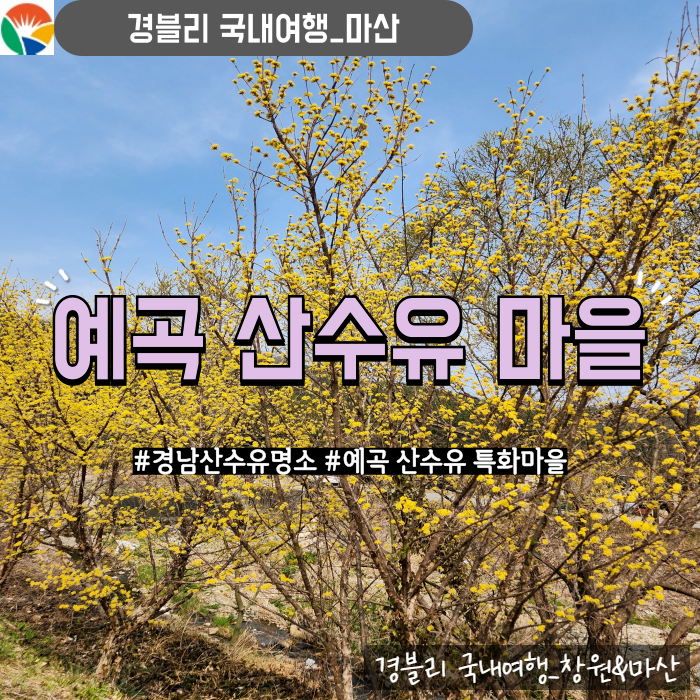  경남 산수유 명소 창원 마산 가볼만한곳 마산봄꽃나들이 '예곡 산수유 특화마을'