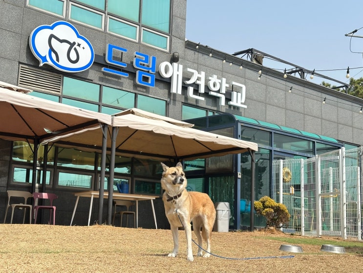  사회성이 부족하여 입학교육중인 모란이 ~![드림애견학교]