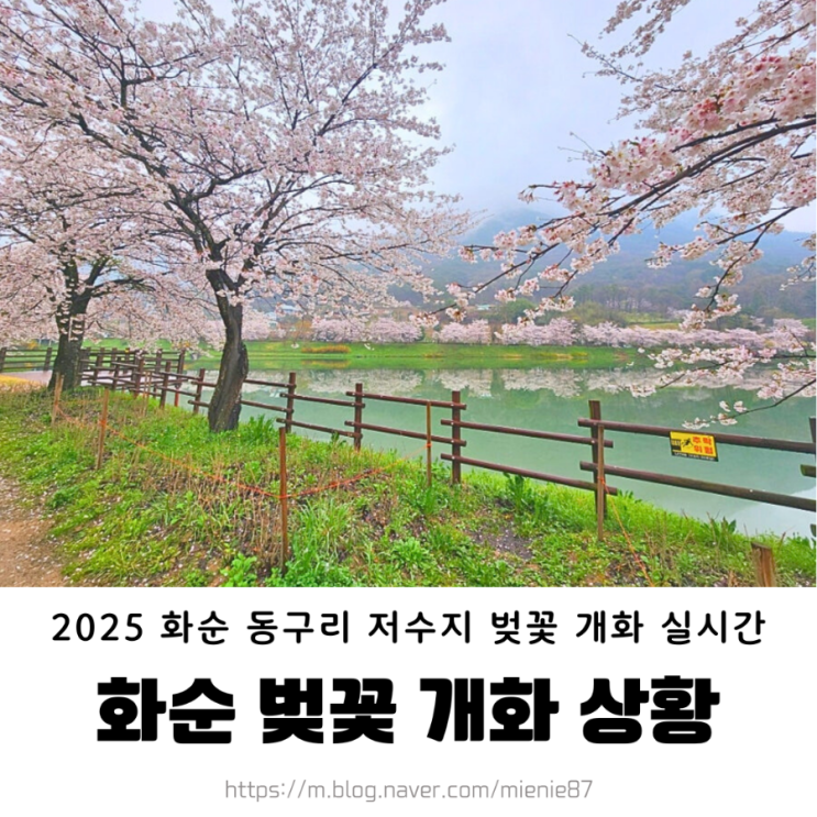  2025 화순 동구리 호수공원 벚꽃 개화 실시간 현황 (4/4 수정)