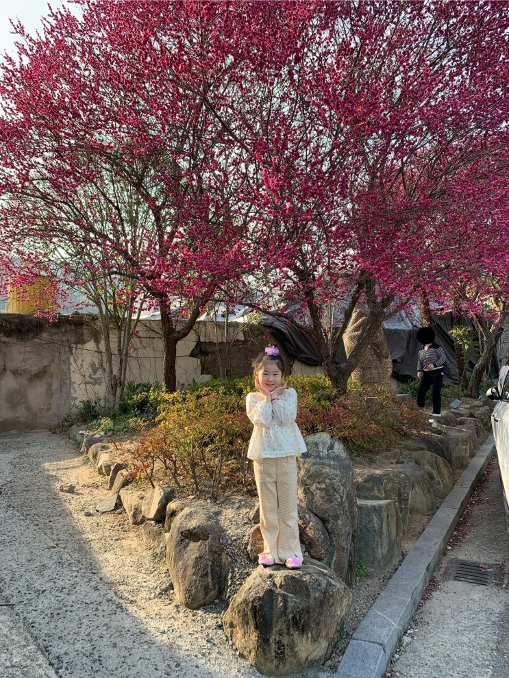  [2025년 순천 매곡동 홍매화거리 & 홍매화꽃길] 봄의 시작을 만끽하는 최고의 방법이야!