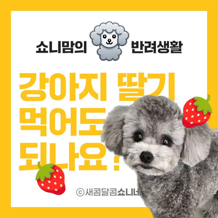  강아지 딸기 먹어도 되나요? 반려견 딸기 급여량과 주의사항