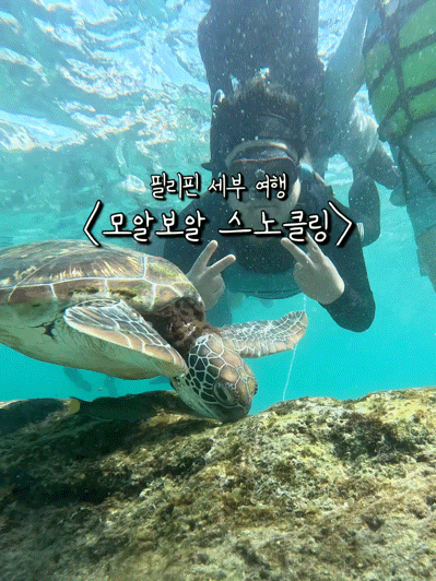  필리핀 세부 여행 EP 3 : 모알보알에서 바다거북이 보기 / 트리쉐이드 모알보알점