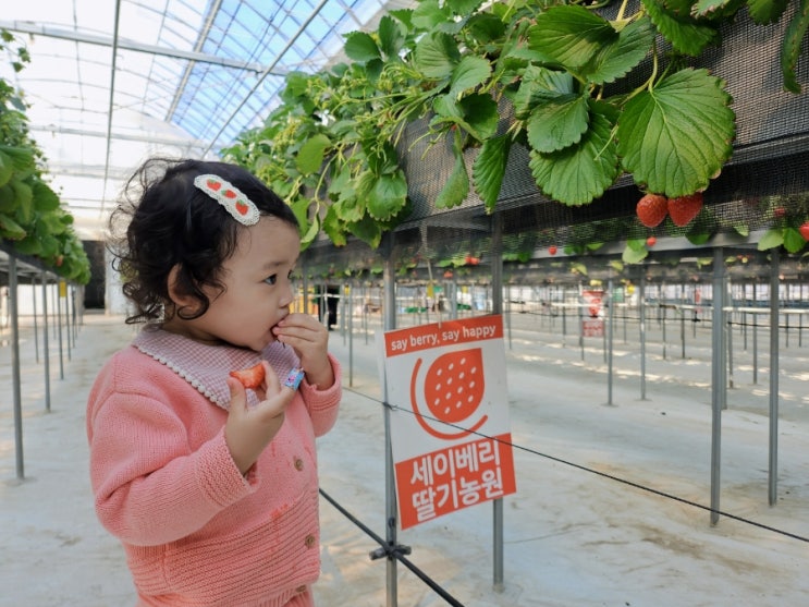  대구근교 아이랑 가볼만한 곳 딸기따기 딸기케이크 만들기 세이베리 딸기농원